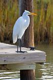 Egret On A Dock_27484